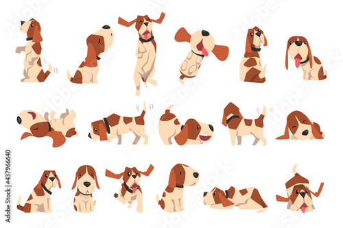 Big Set of Beagle Dogs in Different Poses, Cute Funny Dog with Brown White Coat and Long Ears Cartoon Vector Illustration