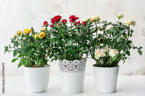 Beautiful roses in pots on light background