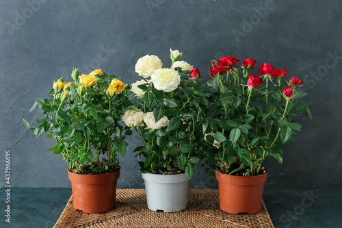 Beautiful roses in pots on dark background
