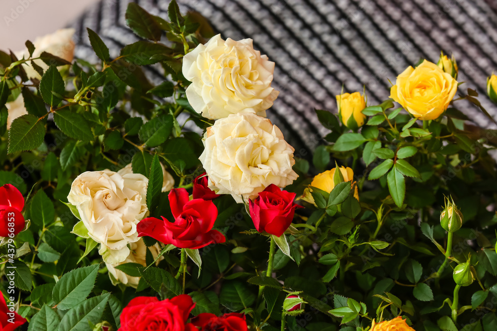 Beautiful roses in pots on table, closeup Beautiful roses in pots on table, closeup