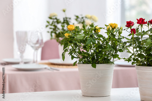 Beautiful roses in pots on table in kitchen