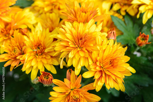 Wallpaper Mural Background of bright orange chrysanthemums that bloomed on flower bed Torontodigital.ca