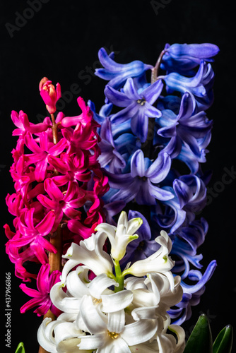 Fototapeta Naklejka Na Ścianę i Meble -  Multicolored hyacinths on a black board background