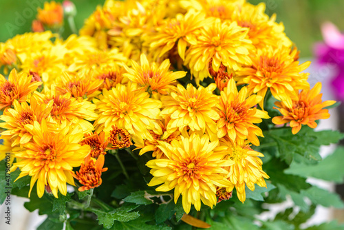 Wallpaper Mural Background of bright orange chrysanthemums that bloomed on flower bed Torontodigital.ca