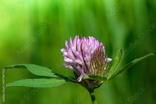 Pink clover bud with several leaves on green background