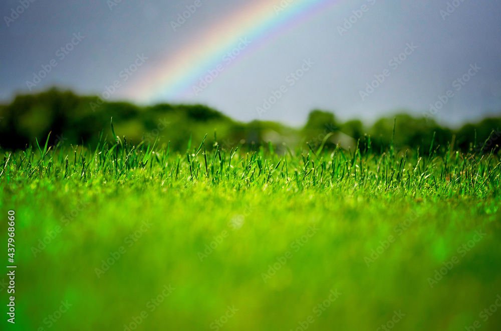 Naklejka premium A grassy field during the day with a rainbow in the background.