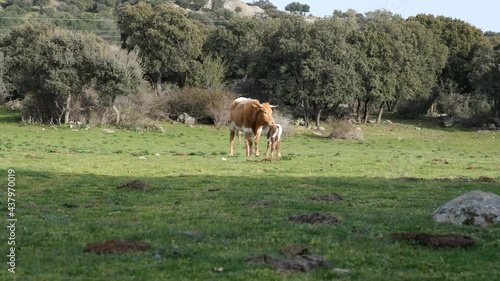 Cow with newborn calf in the meadow