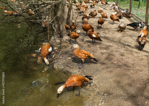 The ogar or red duck is a waterfowl of the duck family, related to the peganka. It is characterized by orange-brown plumage, while the head has lighter color photo