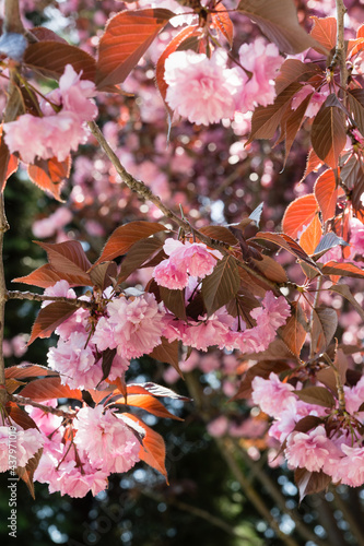 Beautiful cherry blossom melkopilchatoy: double pink flowers and red leaves on branches