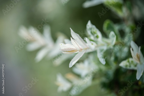 variegated bush, flowering of incredible beauty
