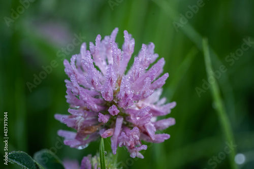 close-up of meadow clover with dewdrops