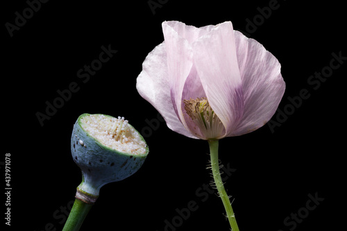 Canvas Print Opium poppy fruit and flowers