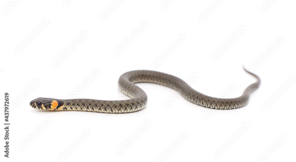 Naklejka premium One gray snake.