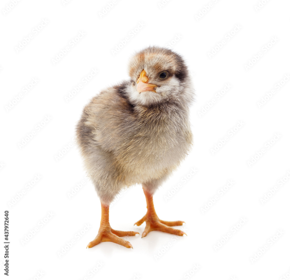 Small gray chicken. Small gray chicken.