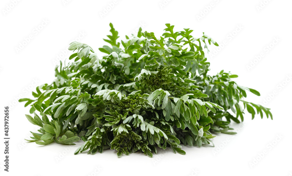 Fototapeta premium Beautiful green wormwood.