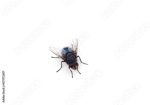 One beautiful fly. © ANASTASIIA