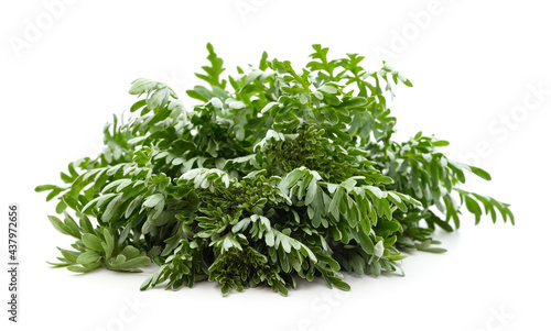 Beautiful green wormwood.