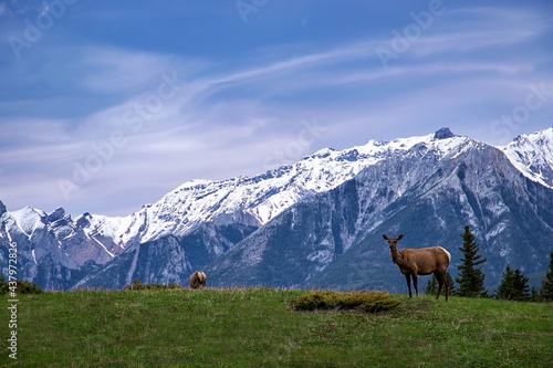 Elk In A Mountain Park photo