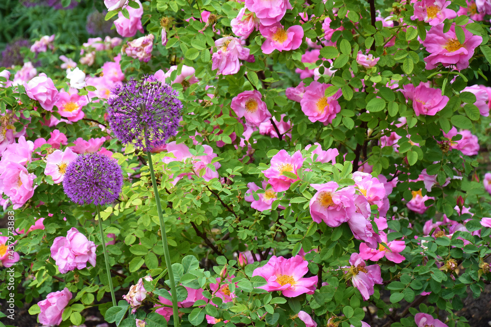Flowering shrub rose hips in the city Park