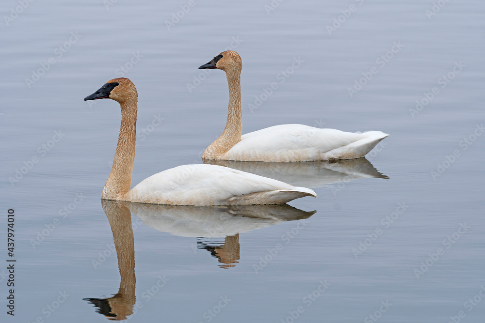 A Pair of Migrating Tundra Swans on the Mississippi Flyway A Pair of Migrating Tundra Swans on the Mississippi Flyway