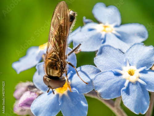 Vergissmeinnicht mit Schmalbiene im Frühling 1 photo