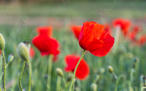 Close-up of poppy flower in the field at sunset.