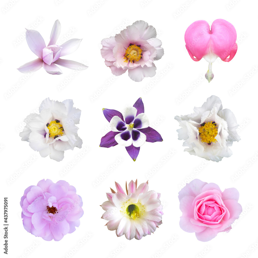 Composition of flowers on white isolated background.