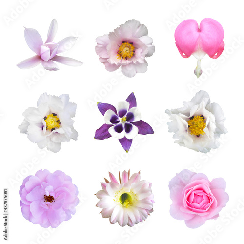 Composition of flowers on white isolated background.