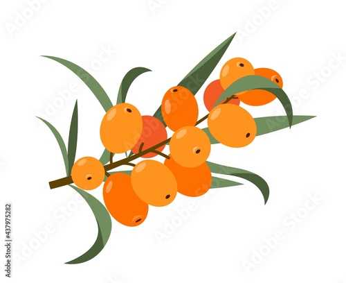 Orange berries Sea buckthorn on branch witn leaves.