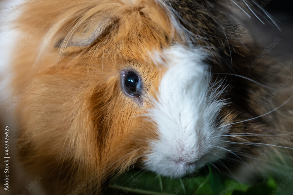 Portrait Of orange-white Guinea Pig Close. Guinea Pig eating grass. Portrait Of orange-white Guinea Pig Close. Guinea Pig eating grass.
