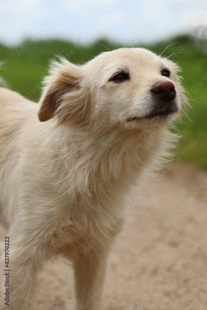 A light-colored dog on the background of a green park A light-colored dog on the background of a green park