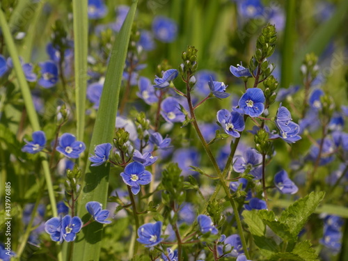 Germander speedwell (Veronica chamaedrys) - deep blue flowers in the grass, Poland