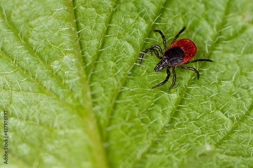 Tick on a green leaf background. photo