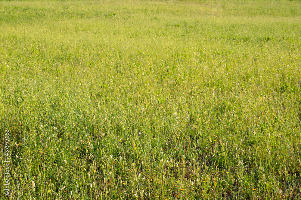 Wild grass field in Tuscany on a hot summer afternoon, rural background panorama Wild grass field in Tuscany on a hot summer afternoon, rural background panorama