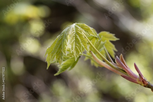 Spring leaves of an Oregon maple, Acer macrophyllum photo