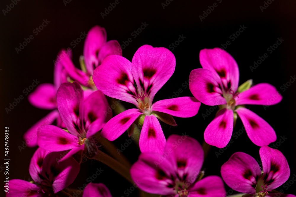 Flower of the pelargonium species Pelargonium echinatum Flower of the pelargonium species Pelargonium echinatum