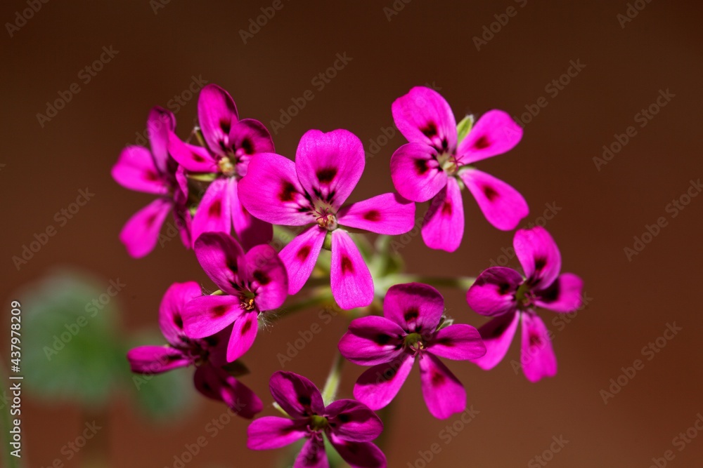 Flower of the pelargonium species Pelargonium echinatum Flower of the pelargonium species Pelargonium echinatum
