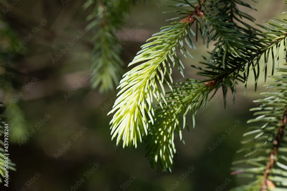 Needles of a White Spruce, Picea glauca. Needles of a White Spruce, Picea glauca.