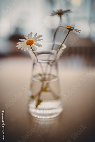 Daisies in a vase.