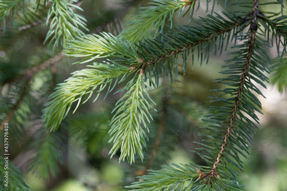 Needles of a White Spruce, Picea glauca. Needles of a White Spruce, Picea glauca.