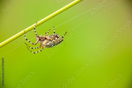 A spider on a green, blurry background weaves a web.