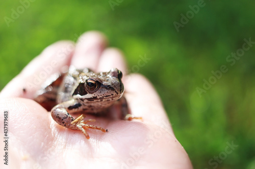 Fotografia, Obraz Close-up of a brown frog sitting on the open palm of a person