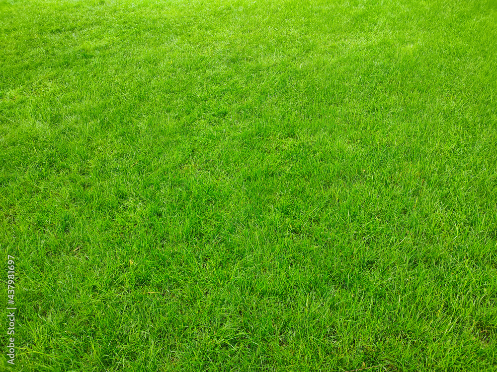 Green grass lawn texture background in park Green grass lawn texture background in park
