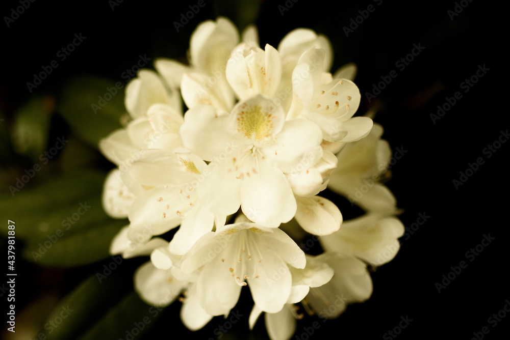 white flower white flower