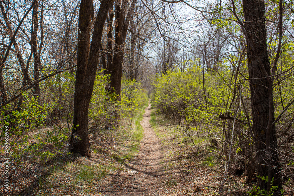Trail in the sunny forest in spring