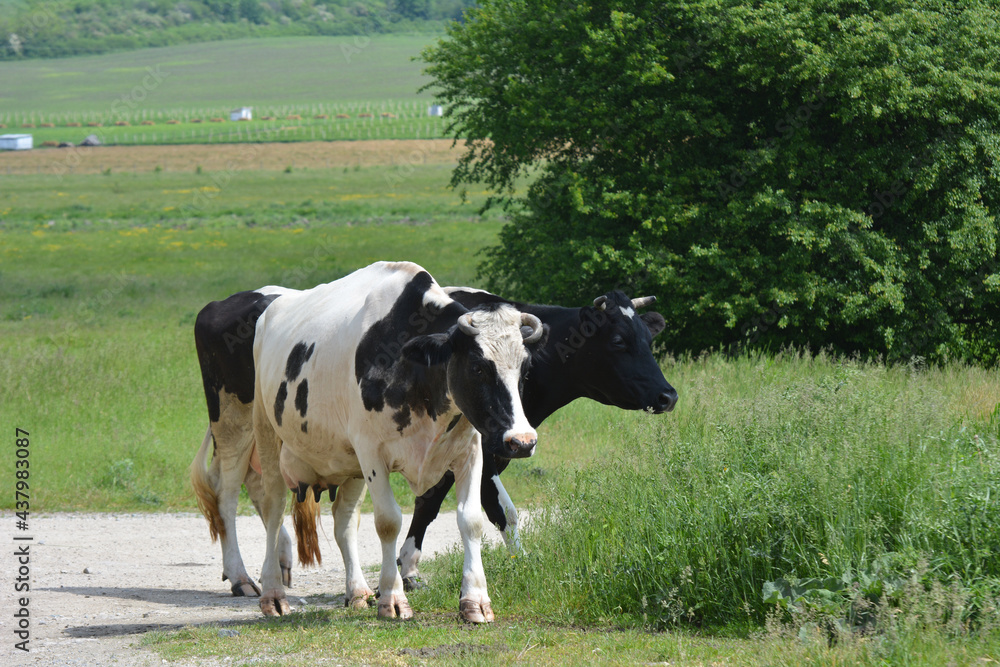 After grazing on a village street, cattle from a private farm return home. After grazing on a village street, cattle from a private farm return home.
