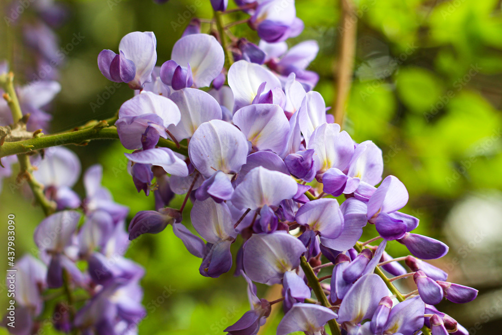 Close up of Beautiful Purple colorful spring summer background with wisteria in bloom Close up of Beautiful Purple colorful spring summer background with wisteria in bloom