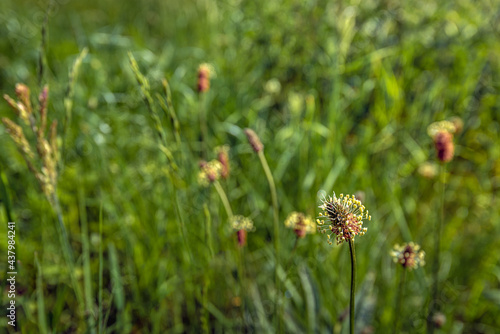 Closeup of decoratively flowering ribwort plantain plant in its natural habitat. The photo was taken in a Dutch nature reserve on a beautiful day in the spring season.