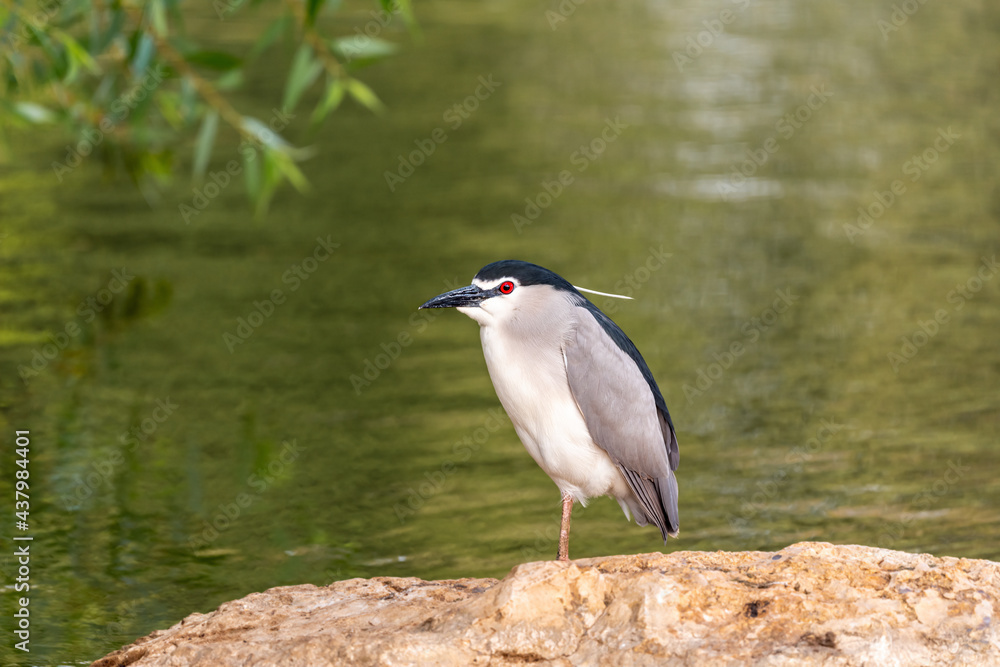 Black-crowned night heron ( Nycticorax ) in early spring morning on the lake in Ramat Gan park. Israel.