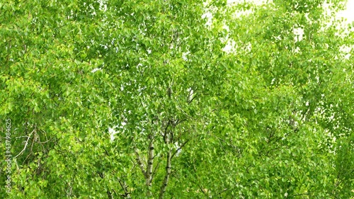 Birch leaves slowly sway from the wind. photo